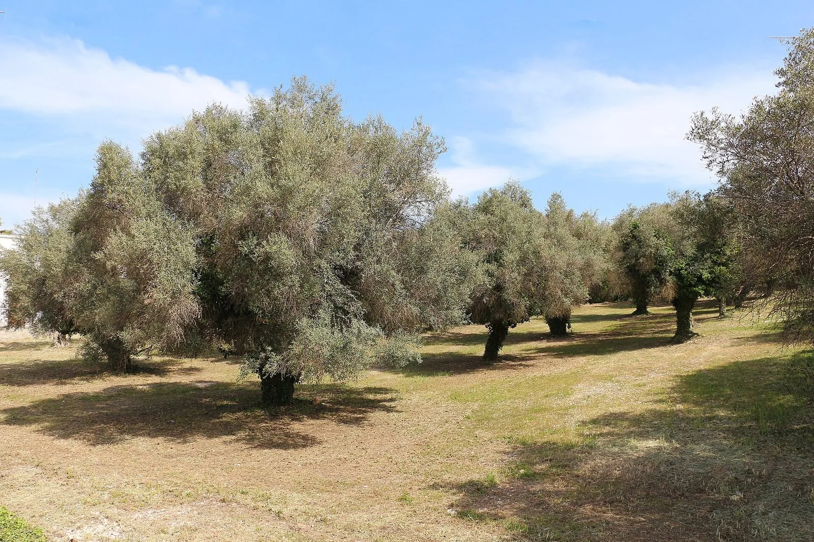 Uliveto con grandi alberi dalle chiome argentate su un prato soleggiato nella campagna della Murgia dei Trulli